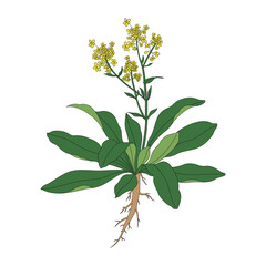 Isatis root. Line drawing color illustration of traditional Chinese medicine Banlangen.