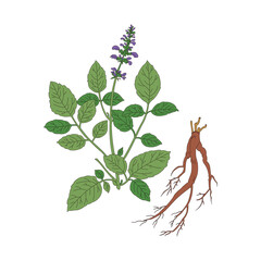 Salvia miltiorrhiza. Line drawing color illustration of the traditional Chinese medicine Salvia miltiorrhiza.