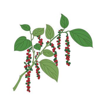 pepper plant branch green leaves red berries clip art preview