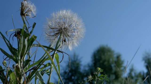 Tragopogon, also known as goatsbeard or salsify (Tragopogon pratensis) Big dandelion on natural background. Salsify-Tragopogon dubius. Beautiful flowers swaying in the breeze with sun light