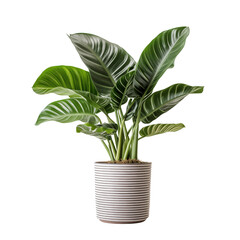 a potted plant with large leaves