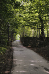 Obraz premium Waldstraße