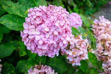 Obraz premium Delicate Pink Hydrangea Blooms with Blue Centers in Sunlight