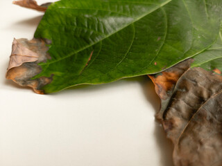 Sick avocado leaves on the light background. Green and brown leaf. Plant disease. Horizontal photography.