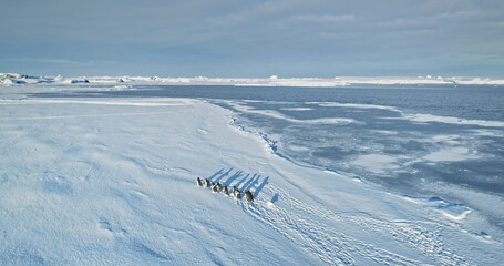 Slow motion penguins running Antarctica snow covered ocean coastline. Explore wildlife. Beauty of...