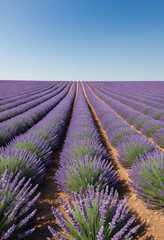Obraz premium Vibrant field of lavender stretching towards the horizon under a clear blue sky (summer). 