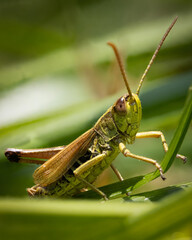Heuschrecke, gemeiner Grashüpfer in grünem Gras, Fühler Augen Makro
