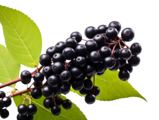 a close up of black berries