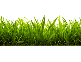 Obraz premium Green grass frame isolated on transparent background.