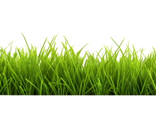 Green grass frame isolated on transparent background.