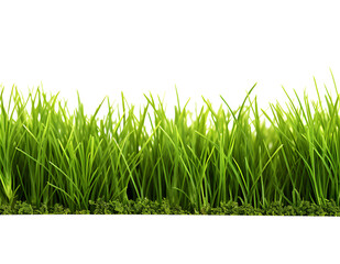 Green grass frame isolated on transparent background.