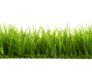 Green grass frame isolated on transparent background.