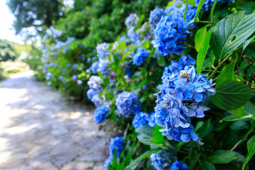 Obraz premium Blue Hydrangea Pathway Leading Through Lush Green Garden