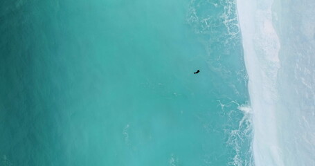 Seal swimming cold polar ocean melting iceberg turquoise water lake. Huge high ice glacier aerial view. Wildlife in Antarctica, travel exploration. Ecology, climate change and global warming concept © mozgova