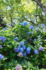 Vibrant Blue Hydrangea Blooms in Lush Summer Garden