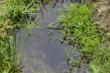 畑の中のオアシス