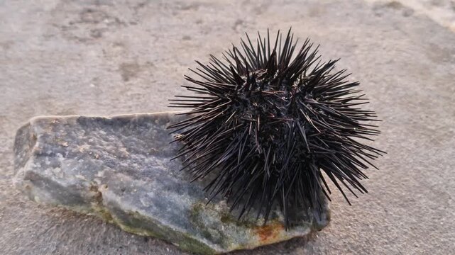 Close up of black sea urchin movement on the stone on sea beach 
