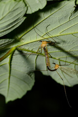 Stelzmücke,  Limonia nigropunctata