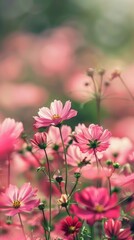 Obraz premium A field of cosmos flowers bathed in the soft light of dawn