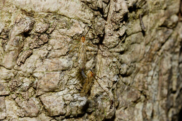 Stelzmücke,  Limonia phragmitidis