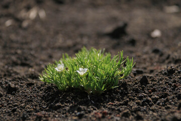Closeup delicate White Flowers Blooming on Small Green Shrub growing in Dark sand survives on ashes, rich soil. Highlights beauty and resilience of nature symbolizes life breaking through obstacles