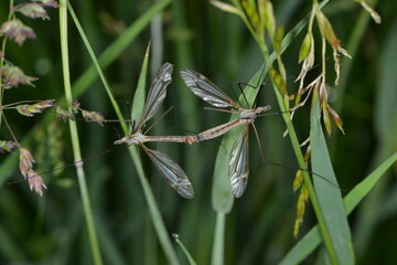 Schnake, Tipula lateralis