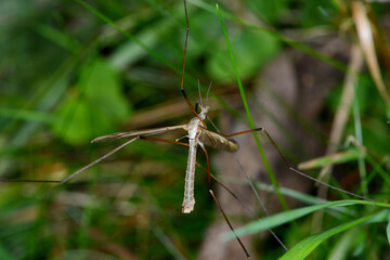 Kohlschnake, Tipula oleracea appendiculata