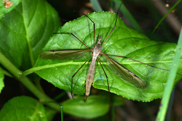 Kohlschnake, Tipula oleracea appendiculata