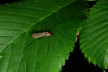 Stelzmücke,  Limonia phragmitidis