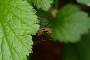 Stelzm&uuml;cke,  Limonia phragmitidis