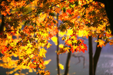 yellow and red maple leaves hanging from the tree in autumn