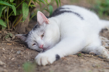 Funny black and white cat lying on the ground with her left paw outstretched forward, trying to lazily reach out. With his eyes open, he follows his goal. Blank for a meme, pet recreation in summer