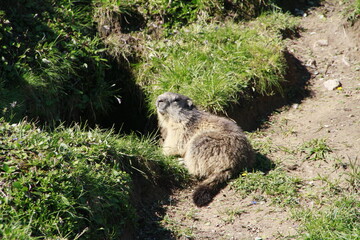 Fototapeta premium marmottes à la Plagne 