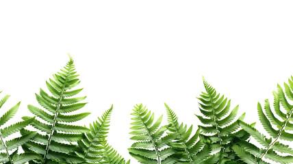 A detailed close-up of fresh green fern fronds, set against a clean white background to highlight the intricate patterns and natural beauty.