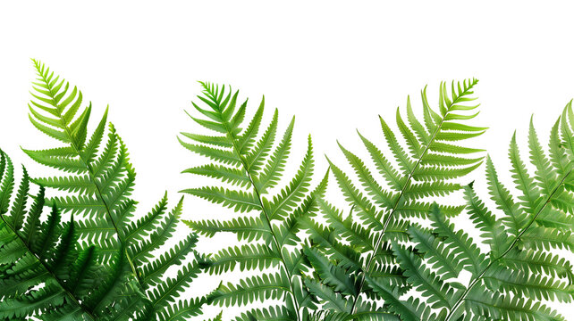 A detailed close-up of fresh green fern fronds, set against a clean white background to highlight the intricate patterns and natural beauty.