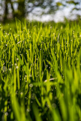 Morning dew on blades of green grass 1  