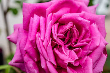 Pink rose flower head, rosa