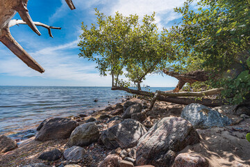 Drzewa rosnące na kamienistej bałtyckiej plaży 
