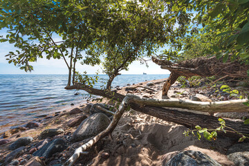 Drzewa rosnące na kamienistej bałtyckiej plaży
