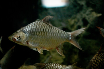 Fresh-water fish in freshwater aquarium, selective focus.