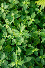 Background of tropical botanical rainforest plant leaf