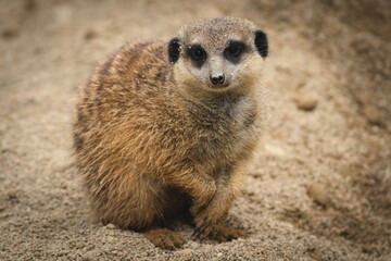 Fototapeta premium A close-up of a meerkat standing on sandy ground