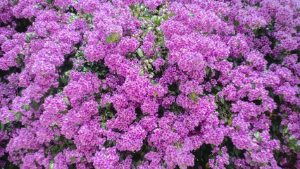Close-up view of a vibrant purple bougainvillea flower