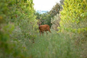 A deer standing in a lush green forest path