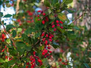 Branch with barberry fruits