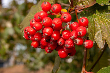 Branch with rowan fruits
