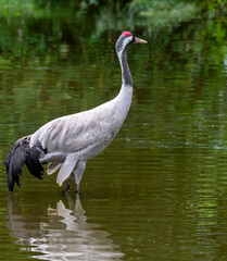 Grue cendrée élégante se tenant dans l’eau, entourée de verdure