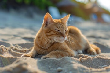 Ginger cat is lying on a sandy beach with closed eyes