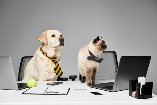 dog and a cat are sitting attentively at a desk in a studio setting, showcasing a domestic animal and furry friend concept. - Powered by Adobe