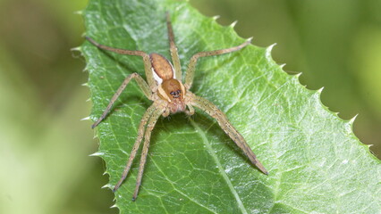 spider on a leaf